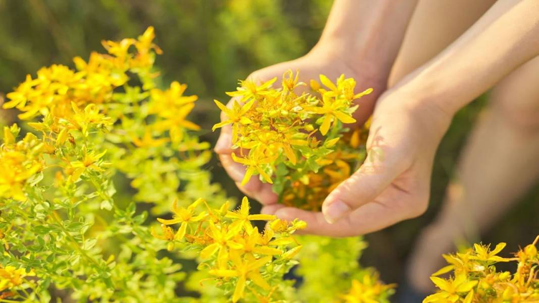 Sarı Kantaron: Yüzyıllardır Şifa Kaynağı, Depresyona ve Cilt Sorunlarına Çözüm! 2